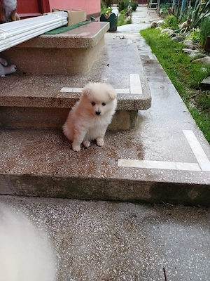 piticii de grădină  - imagine 4