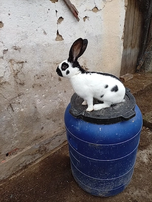 fluture german 10 luni  - imagine 3