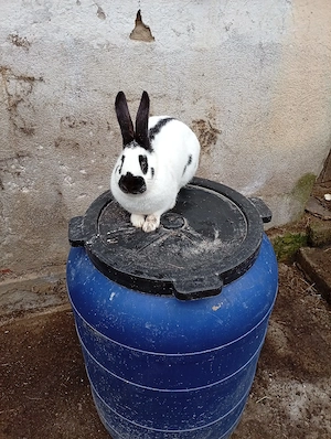 fluture german 10 luni  - imagine 4