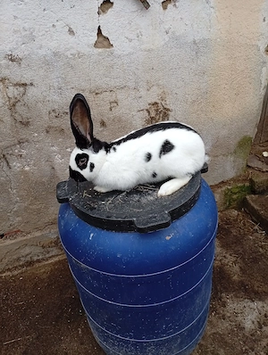 fluture german 10 luni  - imagine 2