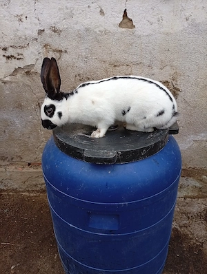 fluture german 10 luni 