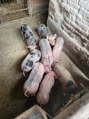 Vand 6 purcei  - imagine 3