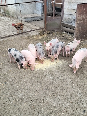 Vand 6 purcei  - imagine 4