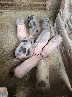 Vand 6 purcei  - imagine 5