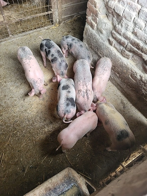 Vand 6 purcei  - imagine 2