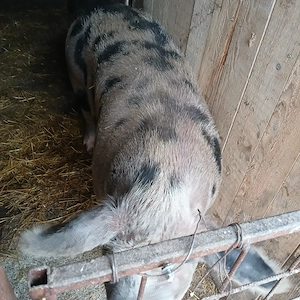 vand porc pt sacrificat 13lei kg