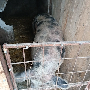 vand porc pt sacrificat 13lei kg - imagine 2