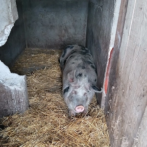 vand porc pt sacrificat 13lei kg - imagine 3