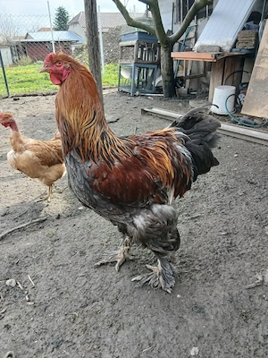 De vinzare cocos Brahma