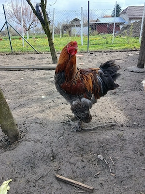 De vinzare cocos Brahma