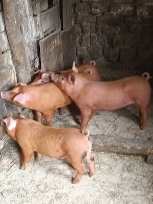 purcei de plecare 5 bucati