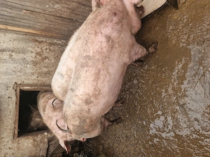 Vand porci marele alb  - imagine 5