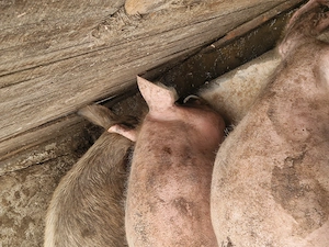 Vand porci marele alb 