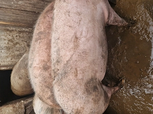 Vand porci marele alb  - imagine 2