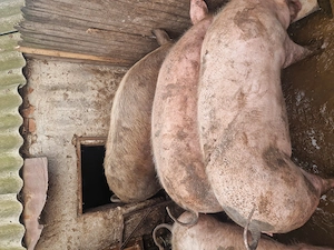 Vand porci marele alb  - imagine 3