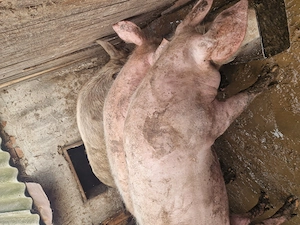 Vand porci marele alb  - imagine 4