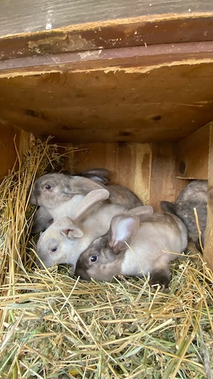 Iepuri secuiesti - imagine 5