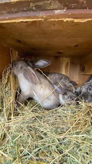 Iepuri secuiesti - imagine 4