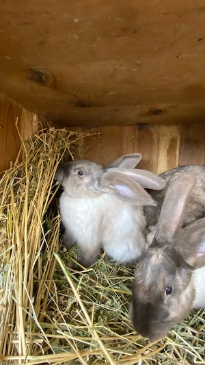 Iepuri secuiesti - imagine 3