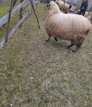 Vând berbec de azi.primăvară 