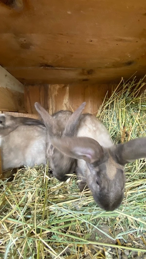 Iepuri secuiesti - imagine 2