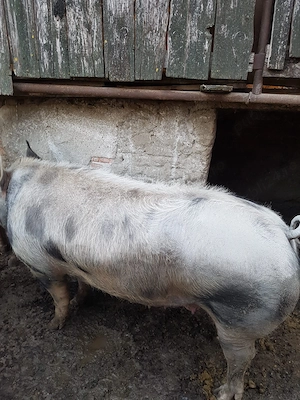 Porc de vânzare de carne