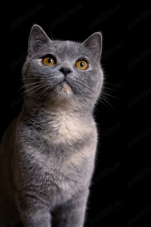 Vand pui femela british shorthair - imagine 2