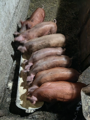 Purcei de 7 saptamani