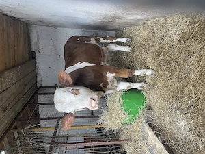 De vanzare vitică belgiana și Tauras bălțat ! - imagine 4