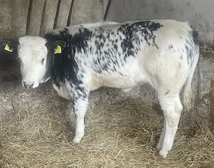 De vanzare vitică belgiana și Tauras bălțat !