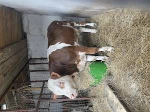 De vanzare vitică belgiana și Tauras bălțat ! - imagine 3