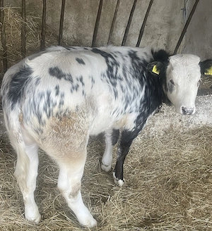 De vanzare vitică belgiana și Tauras bălțat ! - imagine 2