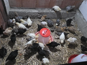 Vand pui de găină taranesti 