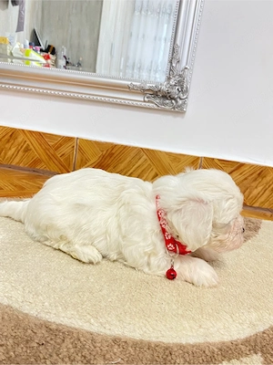 bichon alb  - imagine 3