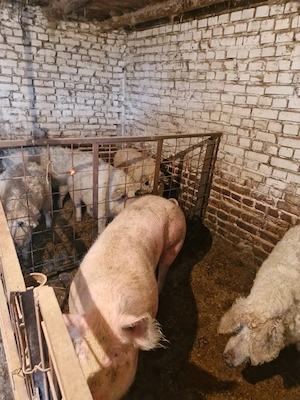 Vând porci de gospodărie + Mangalita (carne premium) - imagine 5