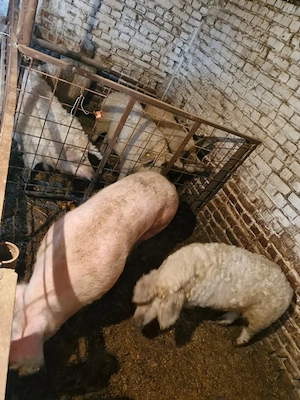 Vând porci de gospodărie + Mangalita (carne premium) - imagine 3