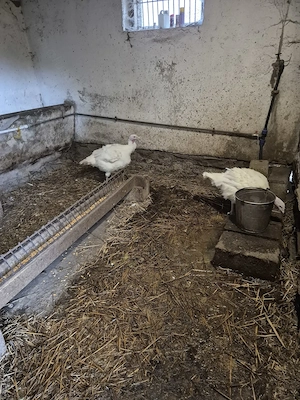 Curci de vanzare - imagine 2