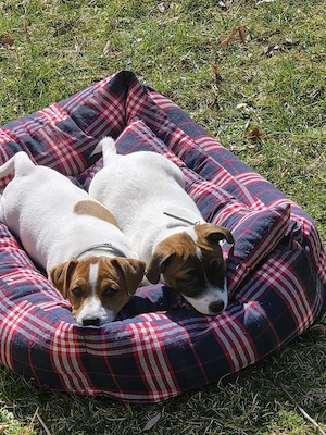 Jack Russell Terrier, energici si cu simt de aventura