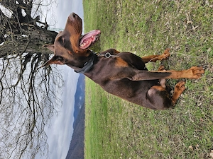 Doberman mascul - imagine 2
