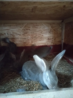 Pui uriaș german  - imagine 4