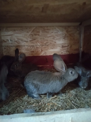 Pui uriaș german  - imagine 2