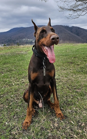 Doberman mascul