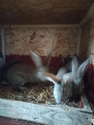 Pui uriaș german  - imagine 5