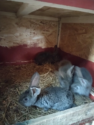 Pui uriaș german  - imagine 3