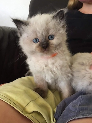 Ragdoll jucaus  - imagine 2