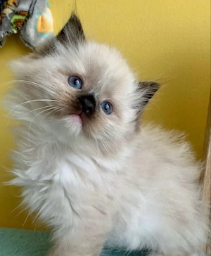 Ragdoll jucaus  - imagine 3