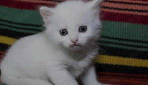 british shorthair white si crem