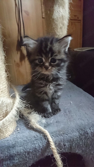 Siberian de Padure  - imagine 3