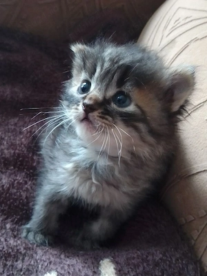 Siberian de Padure  - imagine 2