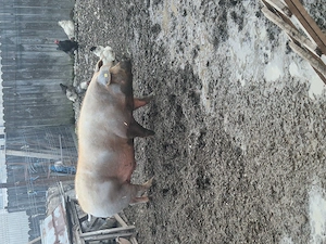 Porci de vanzare